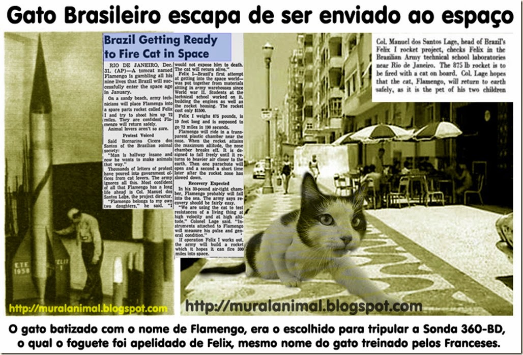 brazil_cat_space