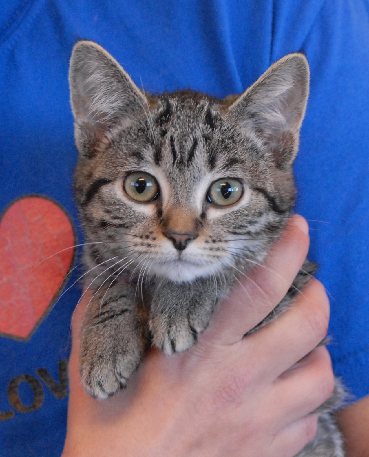 Three adorable kittens debuting for adoption today!