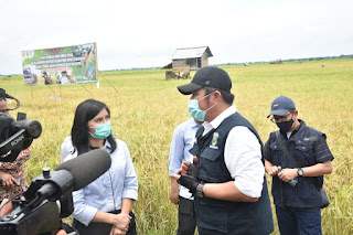 Semangati Petani, Herman Deru Panen Raya di Banyuasin