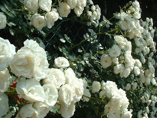 Roses blanches