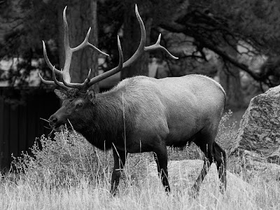 Elk - Rocky Mountain National Park - Sept 06, 2009 - Copyright 2009 Mitch Kline - mitchkline.com