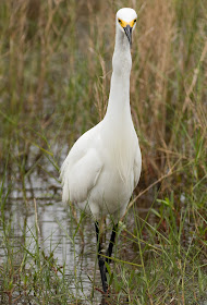 Snowy Egret - Merritt Island, Florida