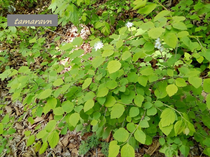 Спирея уссурийская / Таволга уссурийская (Spiraea ussuriensis)