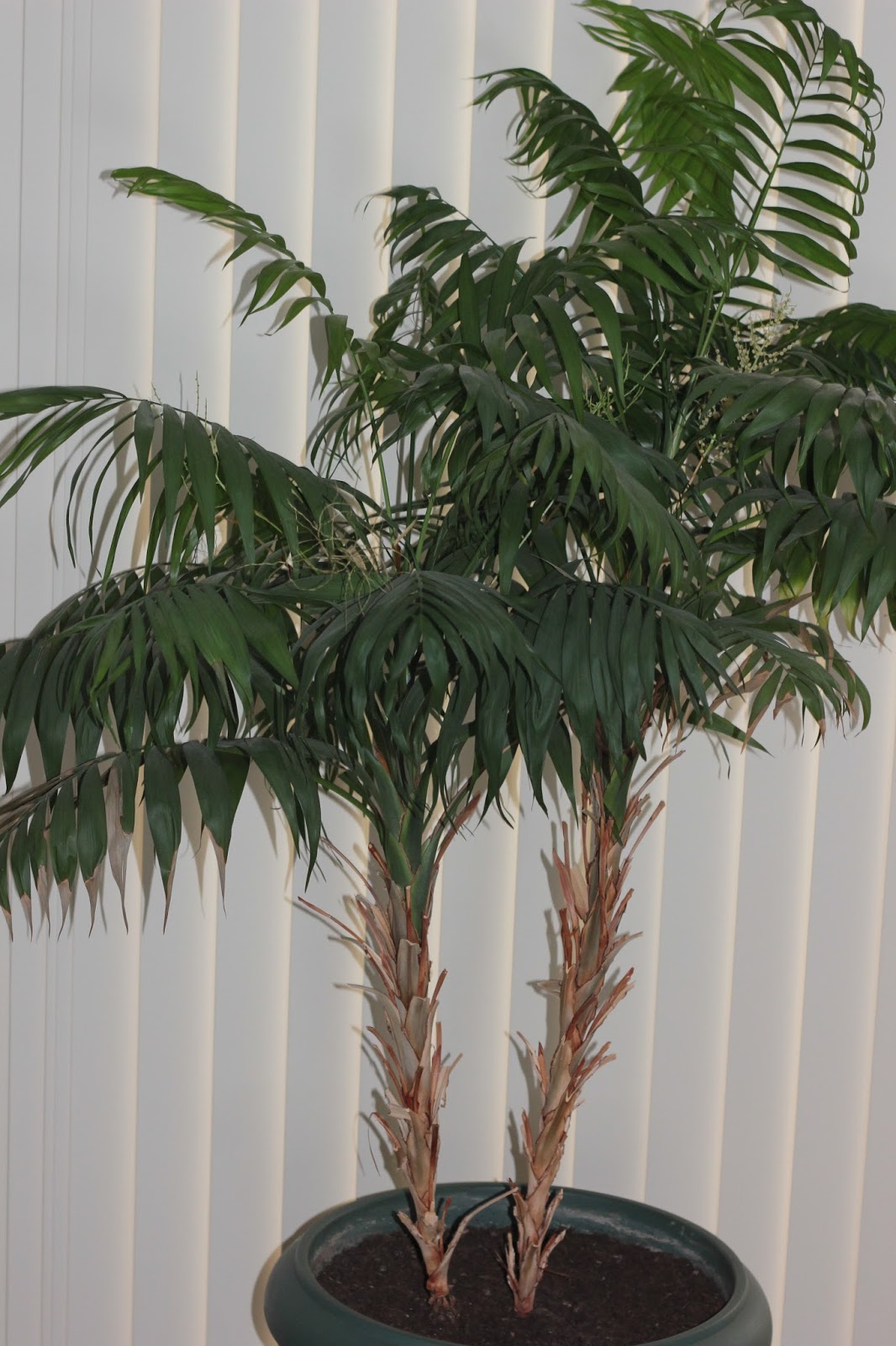 Palm tree indoor houseplant cleans the air and removes carbon dioxide  title=