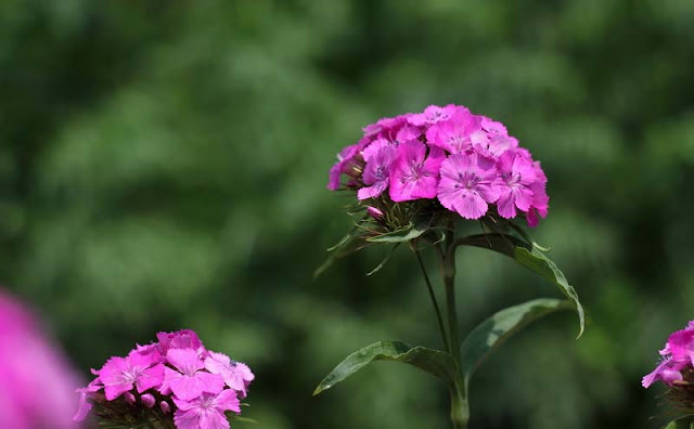 Sweet William Flowers Pictures