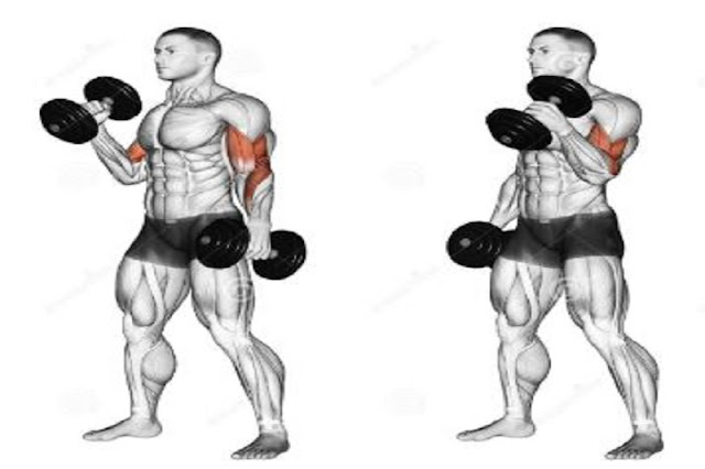 Hammer Curl Exercise