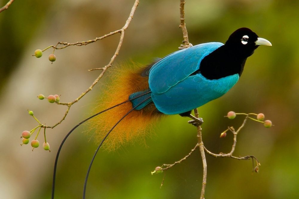 superb-bird-of-paradise-1