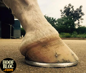 California Chrome right front foot after bar shoe applied