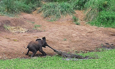 Baby Elephant Attacked By Crocodille  Seen On  www.coolpicturegallery.us