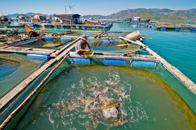 Nước nuôi trồng thủy hải sản cực kỳ quan trọng với vật nuôi