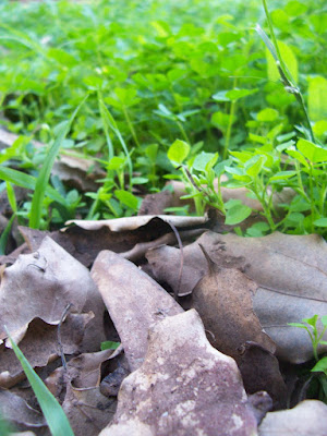 Dead Camphor-laurel leaves in front of green clover photo close-up macro picture