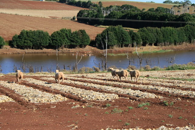 Sheep munching onions, Wynyard, Tasmania, Australia - © CKoenig