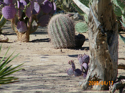 Gambrel quail photo