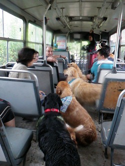Pet's 5 (254)