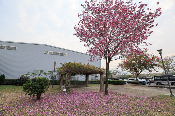 台中太平大源公園櫻花和風鈴木齊開，豐年社區公園別有洞天裝置藝術