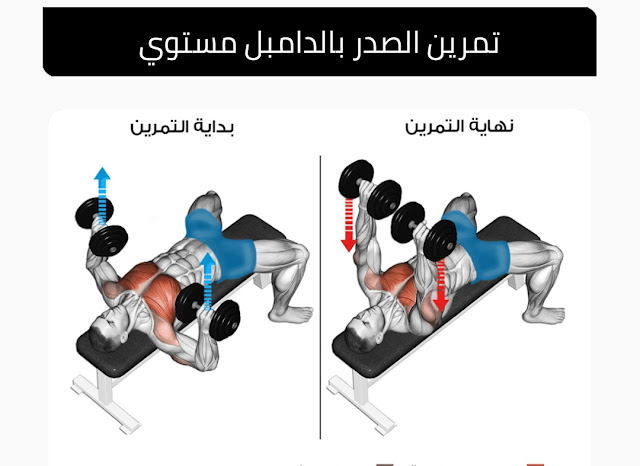 تمرين Dumbbell Bench Press من أفضل تمارين الصدر في الجيم