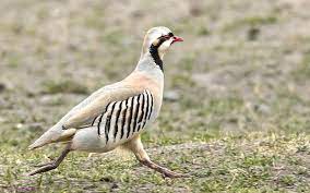 birds name in hindi