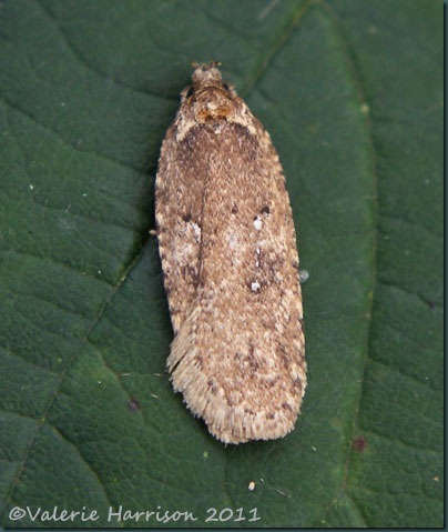Agonopterix sp