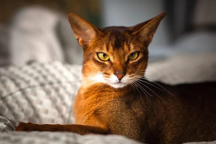 Caring for the Captivating Abyssinian: A Primer for New Cat Owners