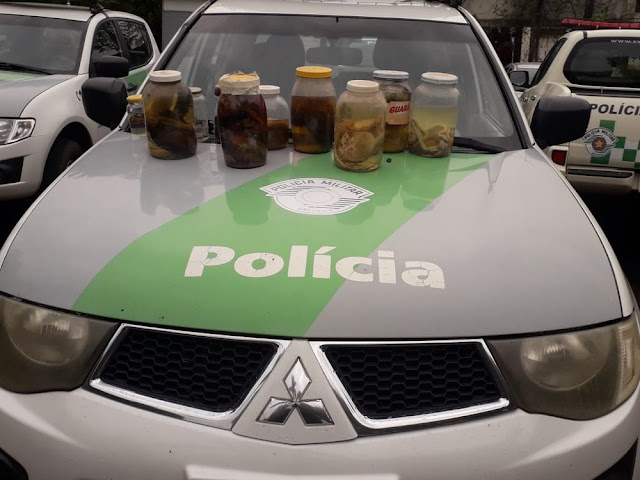 Polícia Ambiental apreende cinco serpentes exóticas criadas sem autorização em residência