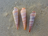 Auger Shell