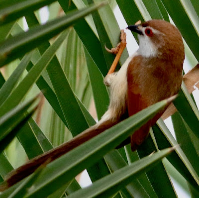 "Yellow-Eyed Babbler Chrysomma Sinense An unusual-looking babbler, brown above and white below, with rufous wingtips. Red eyering is unique, as is foraging among bushes and date palm fronds."