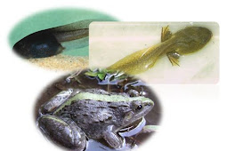 Alat Pernapasan Berudu dan Katak Dewasa (Amfibi)