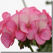 Rose Ice