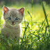 Top 10 the Cat Breeds images, greetings, pictures for whatsapp - bestwishespics