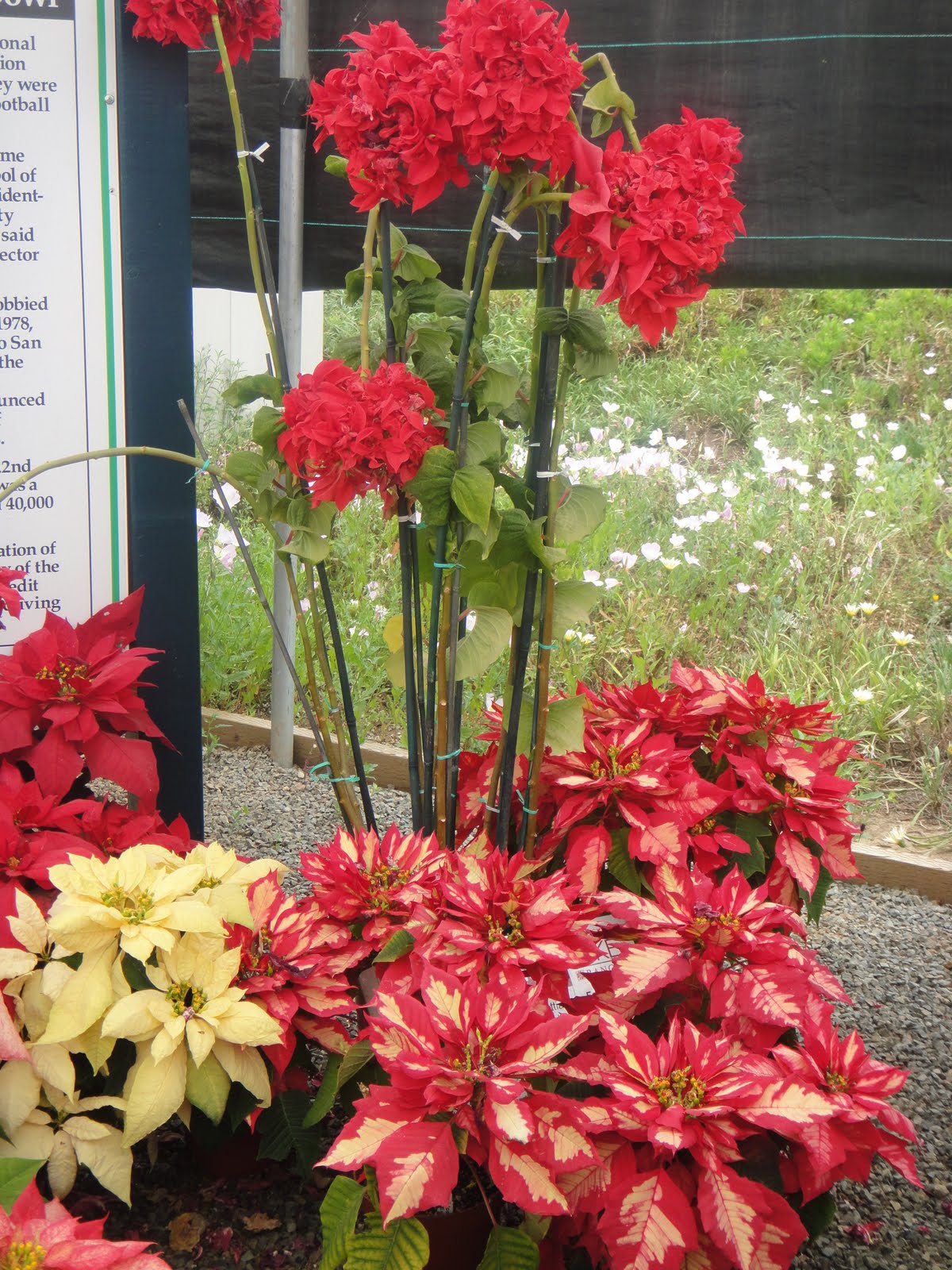 types of flowers beginning with p They had over 20 different types of poinsettias on display, these 2, I  | 1200 x 1600