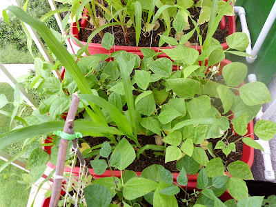 Container Garden Beans