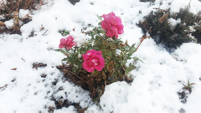 розы в снегу....