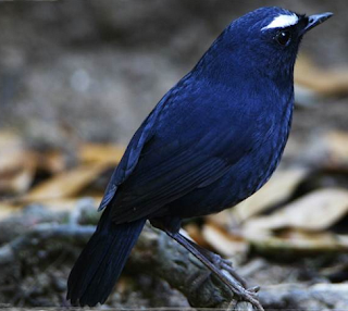 Mengenal Lebih Dekat Burung Cingcoang Burung Mania