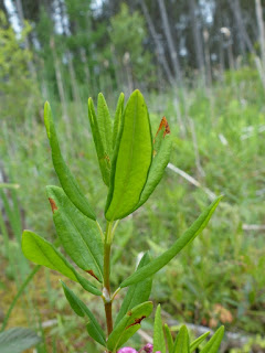 Kalmia à feuilles étroites - Kalmia angustifolia