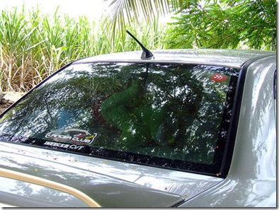 sexo-en-el-auto-02