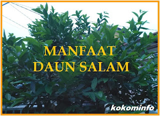 Manfaat dan Efek Samping Mengkonsumsi Daun Salam