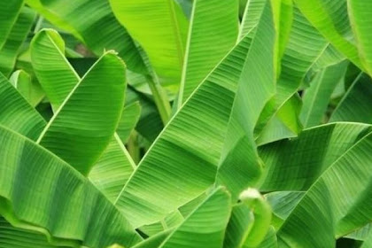 Ini Dia Manfaat Daun Pisang Untuk Kecantikan Dan Kesehatan Yang Jarang Diketahui