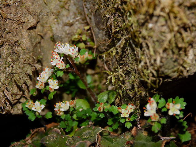 Chrysosplenium album