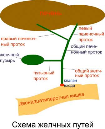 схема желчных протоков