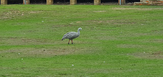 Cape Baron Geese