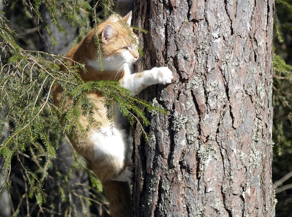 pusekatt kattepus pus katt