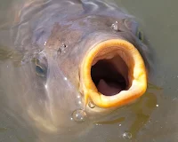 Betaalwater Domaine de la Ribiere
