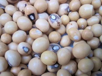 Nutritional benefits of Bambara nut (okpa)