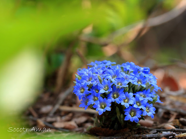 Gentiana zollingeri