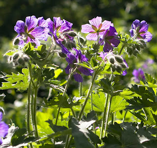 Violette Blumen mit langen grünen Stielen