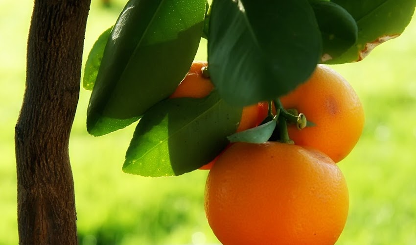 Fresh Oranges directly from Garden