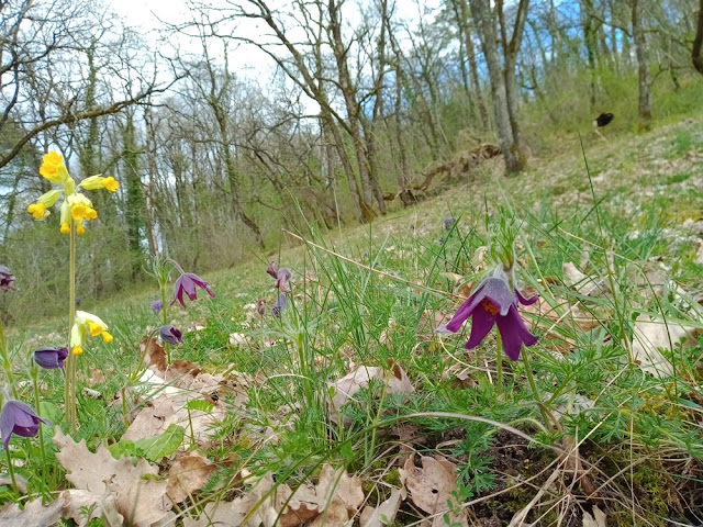 Pasqueflower Pulsatilla vulgaris, Puy de la Colline, Chinon, Indre et Loire, France. Photo by Loire Valley Time Travel.