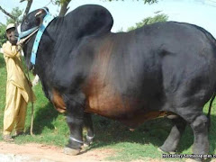 Belgian Blue Spesis Lembu Paling Berat Di Dunia