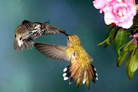 Hummingbirds Pictures Photos