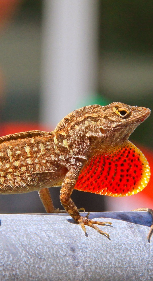 A lizard expanding its throat.